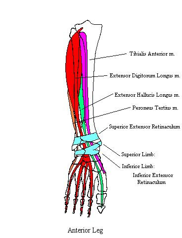 AnteriorLegComplete