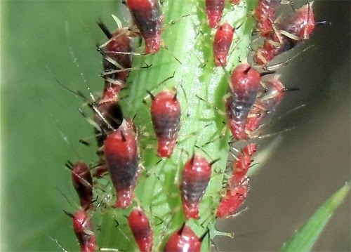 東京23区内の虫 2 タイワンヒゲナガアブラムシ