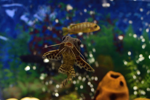 プレコの飼育 エアレーションの効果は なしでも大丈夫 熱帯魚 淡水魚 海水魚の図鑑