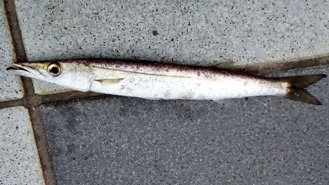 ライトショアジギングで釣れる魚 海水魚の種類と釣り方
