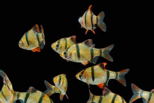 熱帯魚 スマトラ 繁殖方法や条件は 熱帯魚 淡水魚 海水魚の図鑑