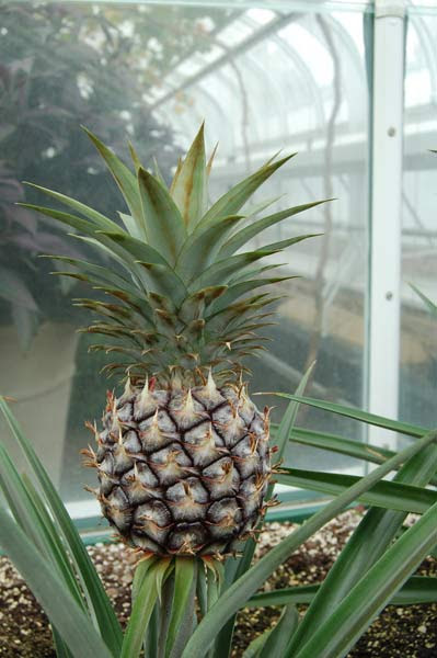 Pineapple growin photo