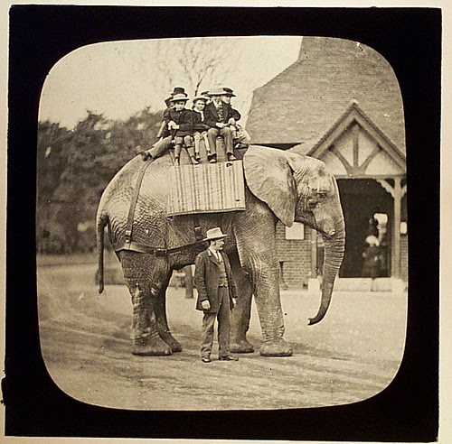 Jumbo at the London Zoo