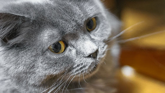 フリー素材 ふわふわした毛並みの灰色の猫を撮影した写真素材 ちょっと威圧的な表情