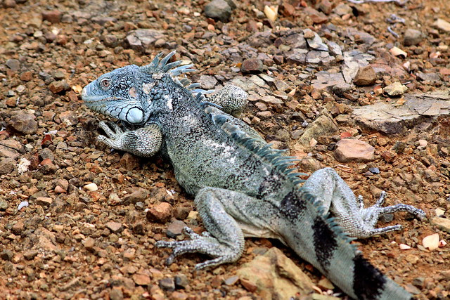 iguana_0779