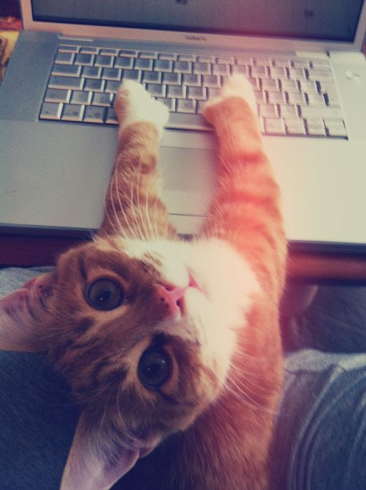 Kitty On Keyboard
