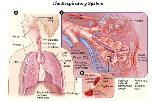 The Respiratory System Breathing Medical Terminology For Cancer