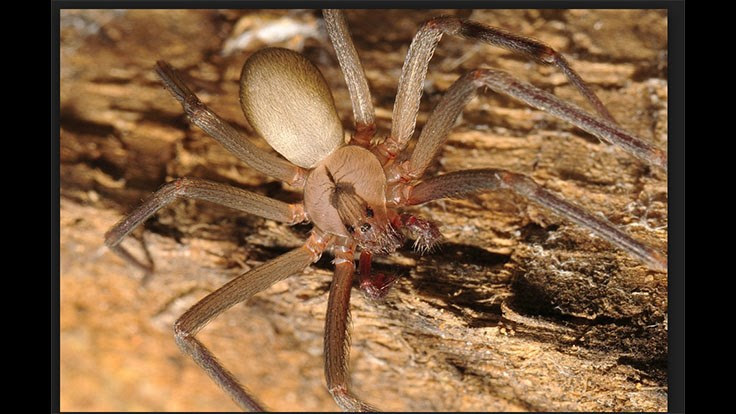 Almost Half-Mile-Long Spider Web Found In North Memphis Neighborhood