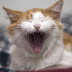 Weltkatzentag - Am 8. August ist Weltkatzentag - Partei Mensch Umwelt ...
