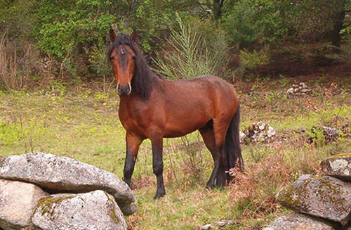 Cave paintings from the Paleolithic era describe a pony that is the ancestor 