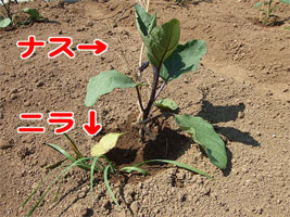 素人さんの家庭菜園 コンパニオンプランツ