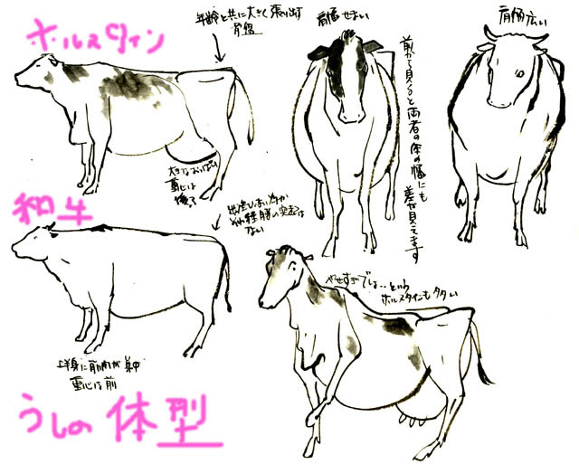 牛の描き方