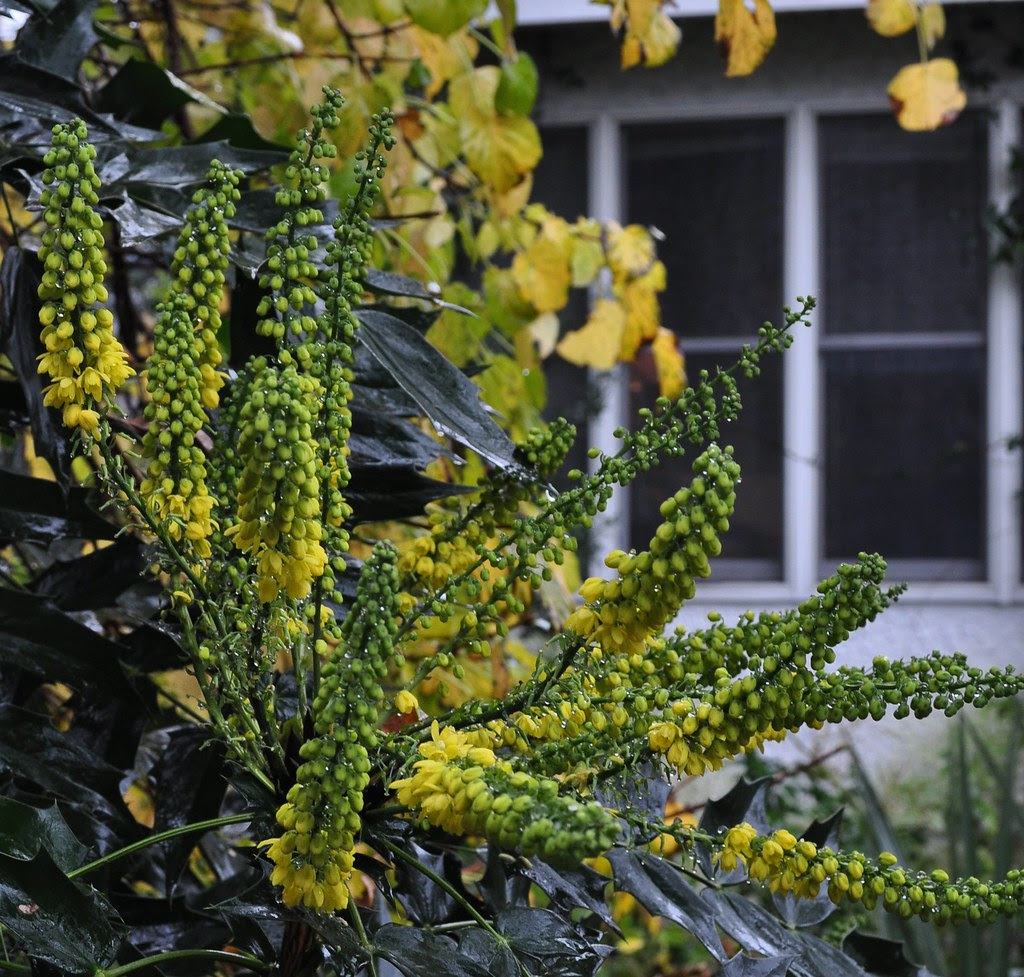Mahonia x 'Winter Sun' 2