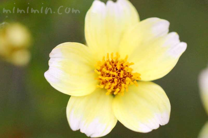 ウインターコスモス ビデンス の花の写真 花言葉 名前の由来 みみみんブログ