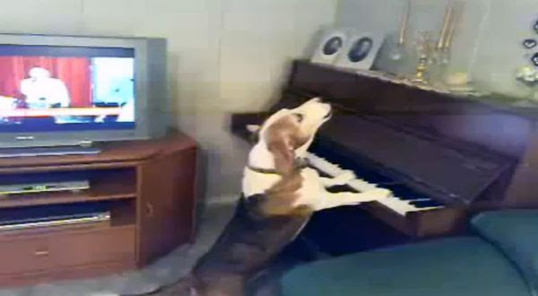 Petu yang Tengah Bermain Piano (Foto: Goodlawd)