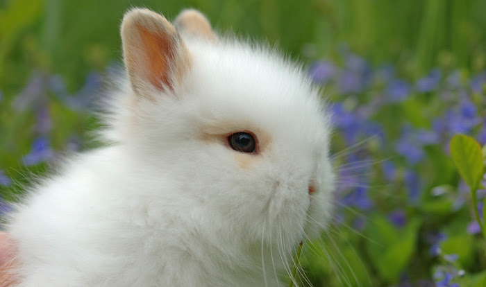 Les Lapins Nains Inspirations Desjardins