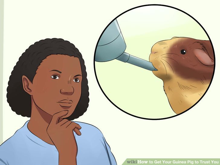 Get Your Guinea Pig to Trust You Step 6.jpg