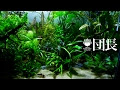 [無料ダウンロード！ √] 陰性水槽 レイアウト 310626-陰性水槽 レイアウト