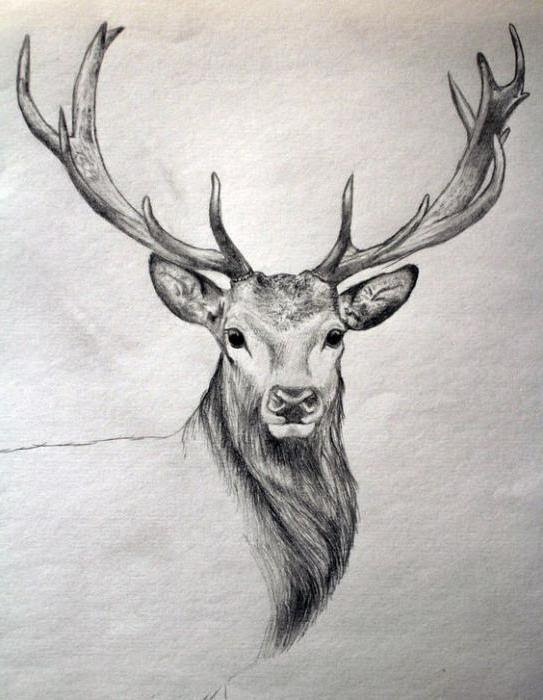 How to draw a deer head pencil