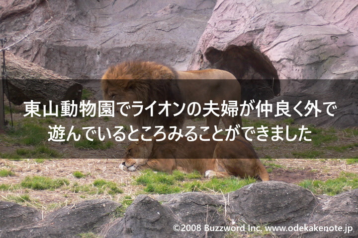 東山動物園でライオンの夫婦が仲良く外で遊んでいるところみることができました 08年2月 おでかけノート