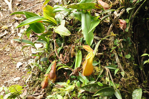DSC_09- pitcher plant