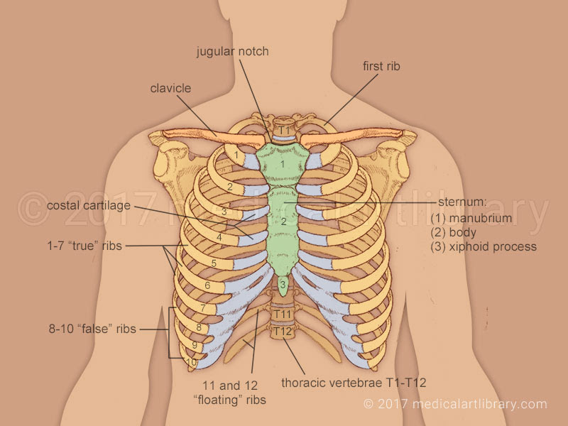 Rib Cage - Medical Art Library