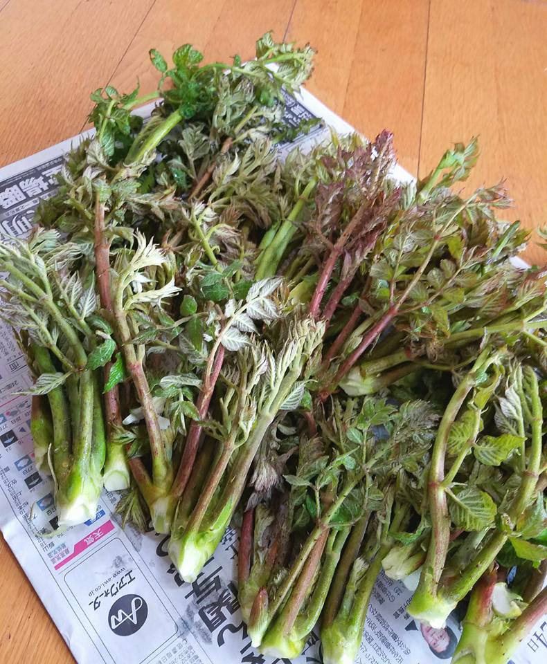 山菜の王様 タラの芽 あさま日和