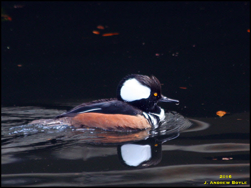 Hooded Merganser