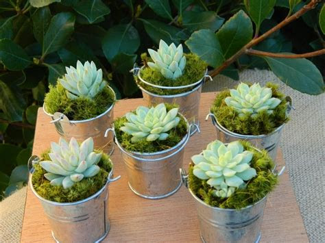 succulents cake fiction