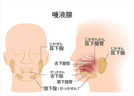 唾液腺