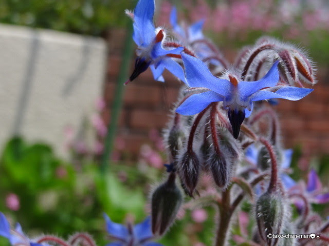 青い星の花ボリジが咲いています れお君と庭の花 Fromたけちゃんマン