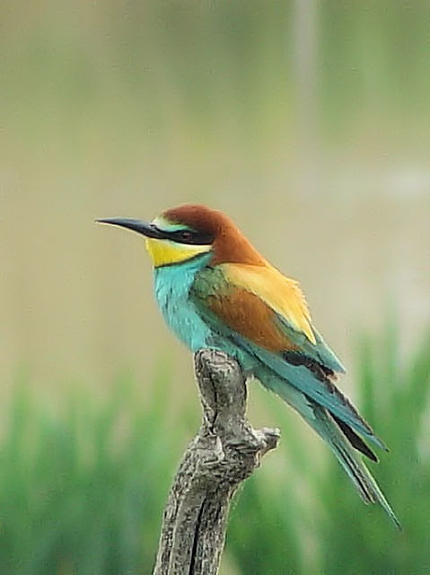 ヨーロッパハチクイ 欧羅巴蜂喰 European Bee Eater Merops Apiaster 旅先で出逢った鳥たち