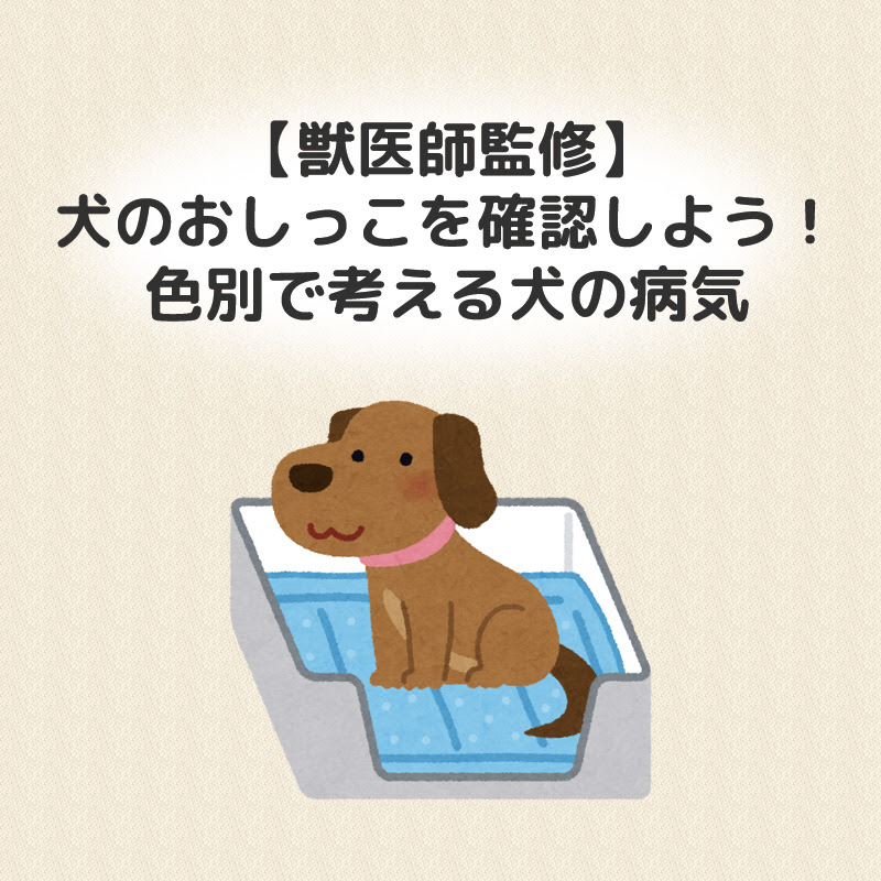 獣医師監修 犬のおしっこを確認しよう 色別で考える犬の病気 犬の総合情報サイト ペットスマイルニュースforワンちゃん