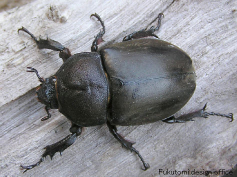 福光村昆虫記 甲虫２ カブトムシ コガネムシ オサムシ ゴミムシ ゴミムシダマシ ハナノミ