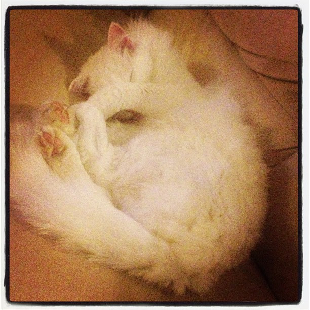 I'm hiding... #evil #evil_cat #cat #sleepy #kitty #kittyporn #catporn #pussyporn #pussy #jasmine