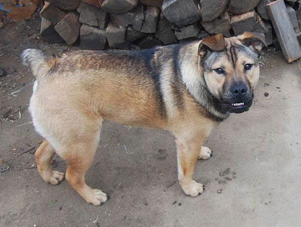 24 Incroyables Croisements De Chiens Rouge Framboise