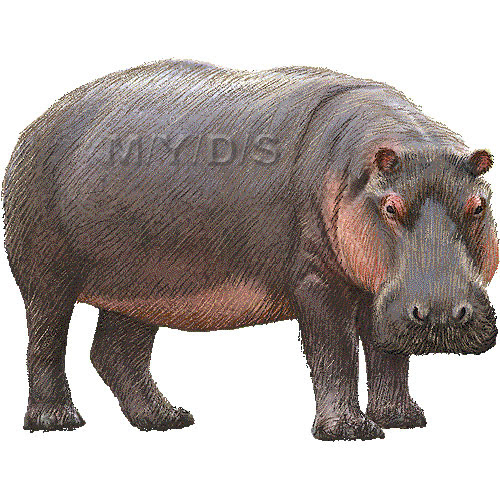 すべての動物の画像 ユニークカバ イラスト