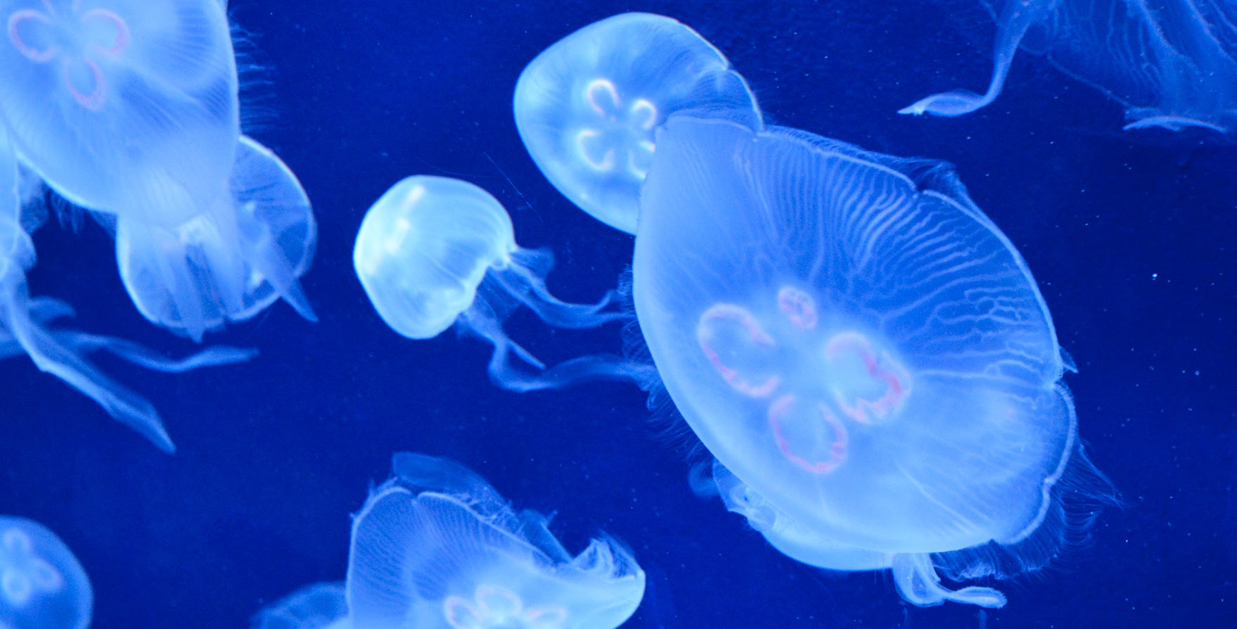 サンシャイン水族館 壁紙