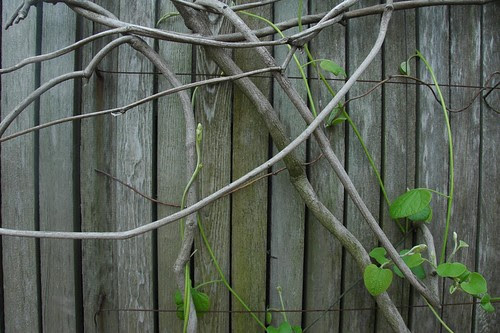 Aristolochia macrophylla, Dutchman's Pipevine