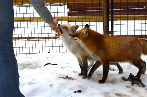 History was on ohio state's side coming into its rivalry game against no. The Exotic Animal Sanctuary Right Here In Massachusetts