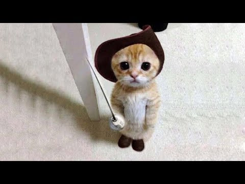かわいい かわいい猫画像 おもしろ動画ブログまとめ