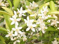 １２月１６日の誕生花 ミカン 蜜柑 の花言葉 親愛 純白 の花が結ぶ果皮をむいて食べられる甘い実 弥生おばさんのガーデニングノート 花と緑の365日 楽天ブログ
