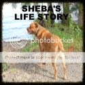 Sheba's Life Story