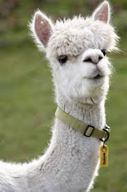 Image result for alpaca