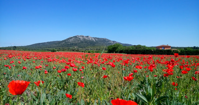 Insolite Balade Dans Les Champs De Coquelicots A Jouques Pays D Aix Et Salon Frequence Sud Fr