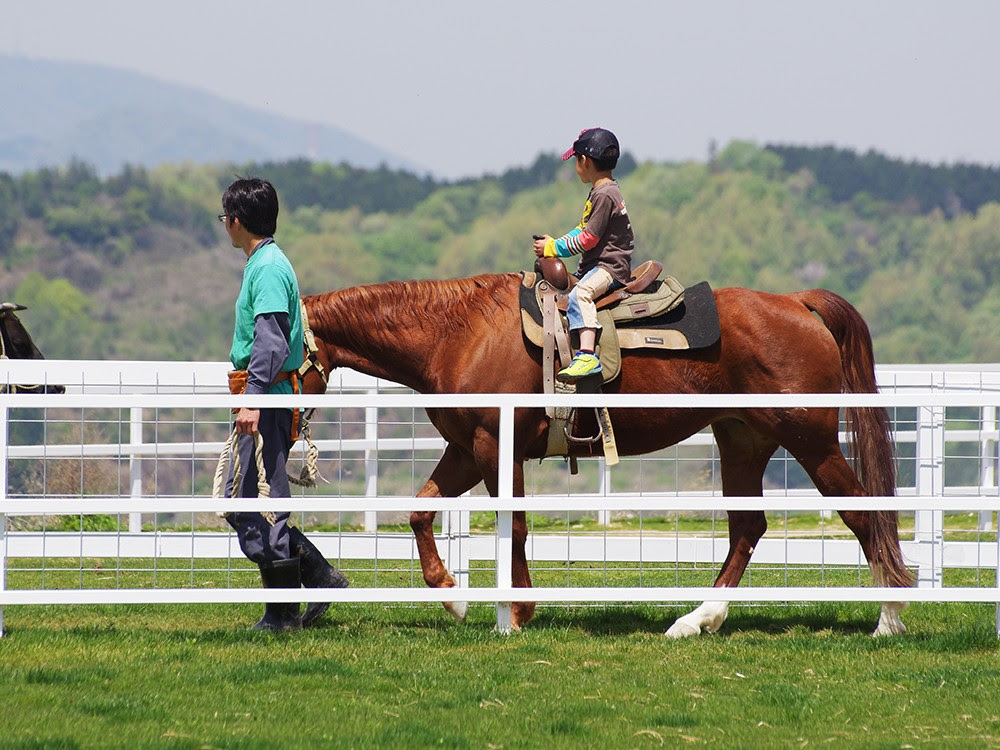 曳き馬 ワールド牧場 大阪府南部のふれあい動物園