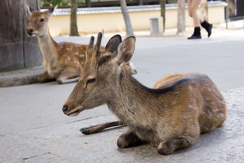 因為奈良有可愛的鹿, 所以也引來不少美眉來遊覽
