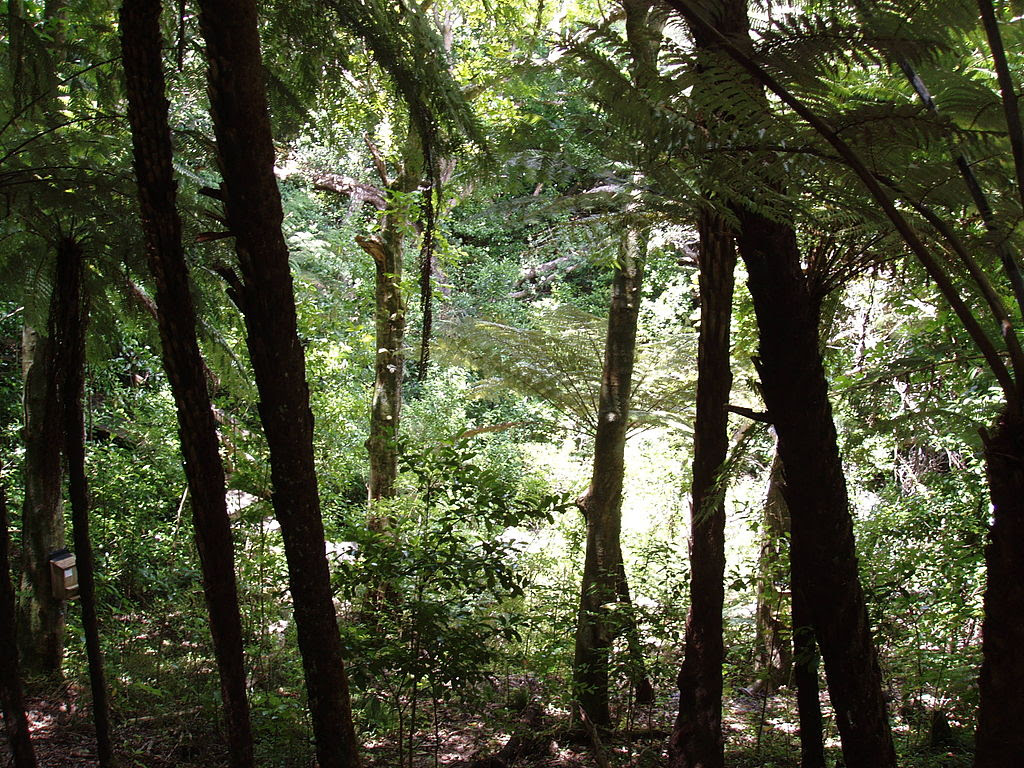 http://upload.wikimedia.org/wikipedia/commons/thumb/3/35/Forest_tiritiri_matangi.jpg/1024px-Forest_tiritiri_matangi.jpg