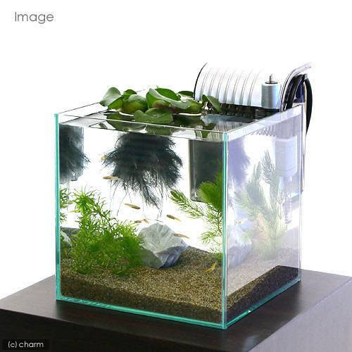 メダカの越冬準備 ビオトープのある生活
