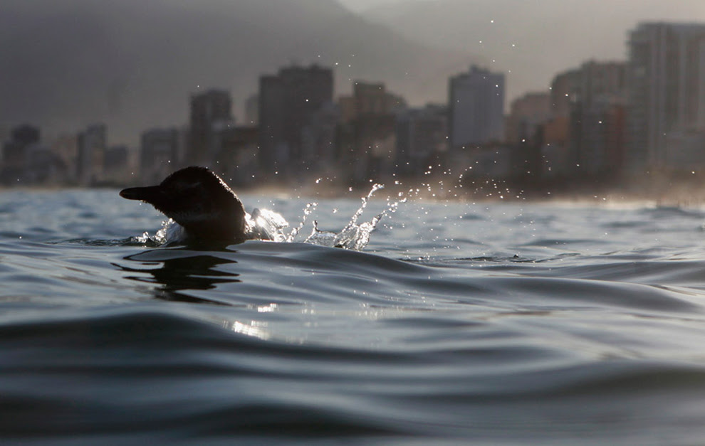 Ένας πιγκουίνος κολύμπησε κι έφτασε πολύ μακρυά στο Ρίο ντε Τζανέιρο.